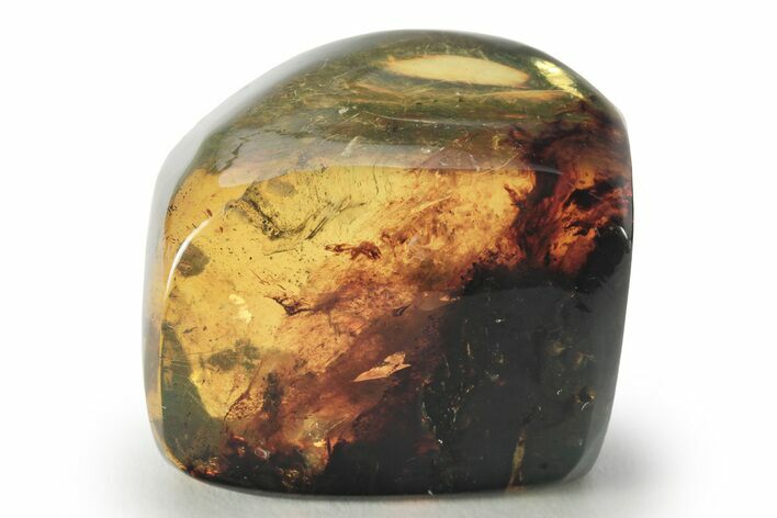 Polished Chiapas Amber ( grams) - Mexico #232575